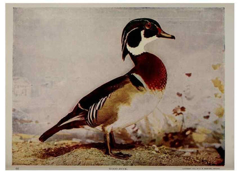 Reproducción/Reproduction 8343600808: Birds and nature in natural colors :. Chicago :A.W. Mumford, Publisher,1913-1914.