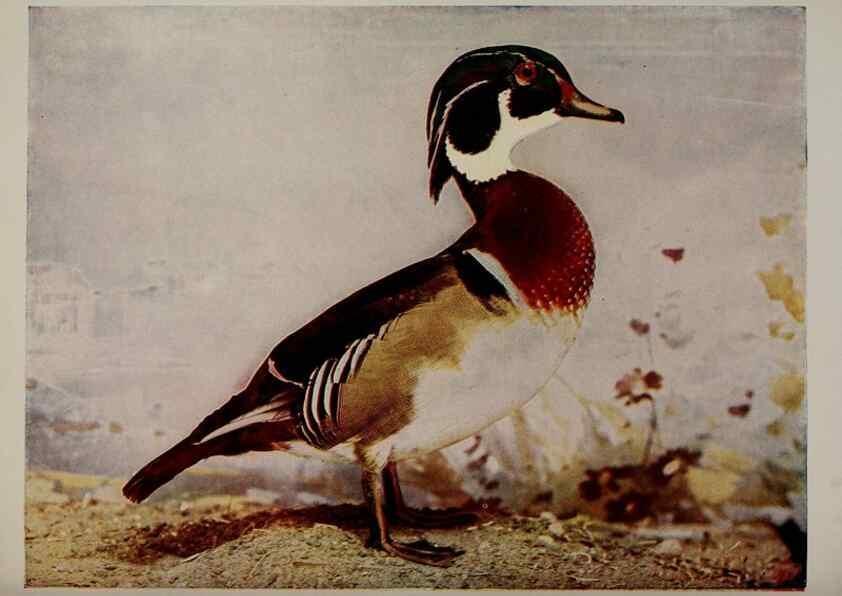 Reproducción/Reproduction 8343600808: Birds and nature in natural colors :. Chicago :A.W. Mumford, Publisher,1913-1914.