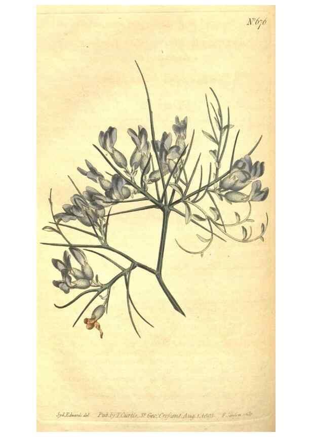 Reproducción/Reproduction 8318331424: Curtis's botanical magazine.. London ;New York [etc.] :Academic Press [etc.]