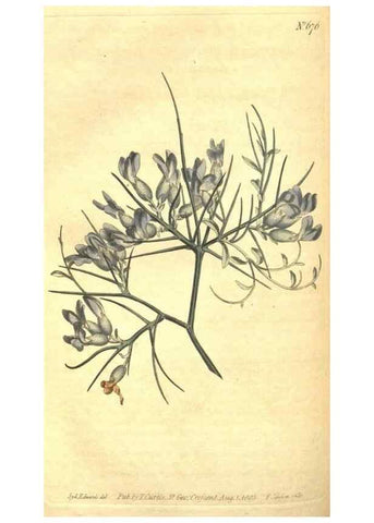 Reproducción/Reproduction 8318331424: Curtis's botanical magazine.. London ;New York [etc.] :Academic Press [etc.]