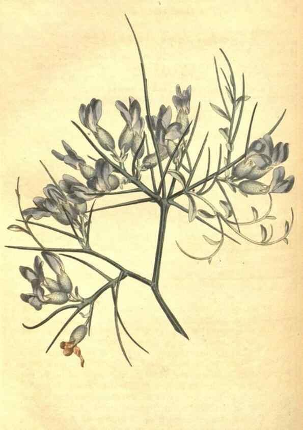 Reproducción/Reproduction 8318331424: Curtis's botanical magazine.. London ;New York [etc.] :Academic Press [etc.]