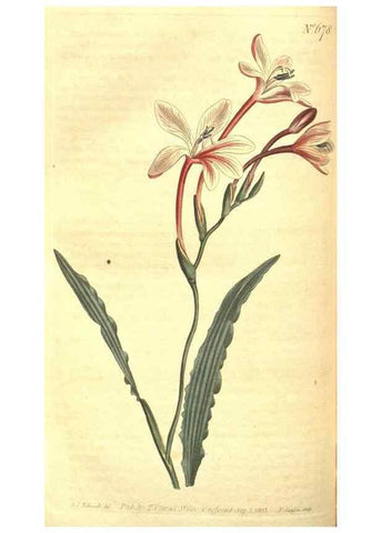 Reproducción/Reproduction 8317276799: Curtis's botanical magazine.. London ;New York [etc.] :Academic Press [etc.]