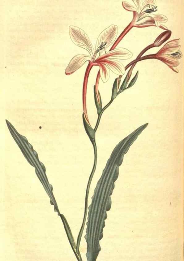 Reproducción/Reproduction 8317276799: Curtis's botanical magazine.. London ;New York [etc.] :Academic Press [etc.]