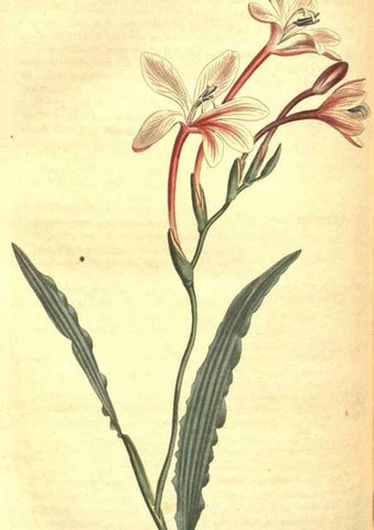 Reproducción/Reproduction 8317276799: Curtis's botanical magazine.. London ;New York [etc.] :Academic Press [etc.]