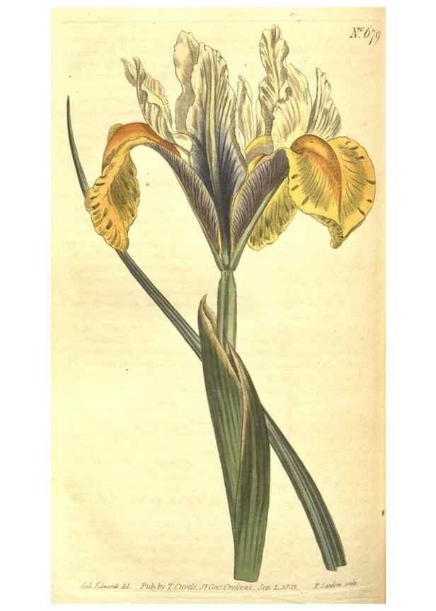 Reproducción/Reproduction 8317277519: Curtis's botanical magazine.. London ;New York [etc.] :Academic Press [etc.]