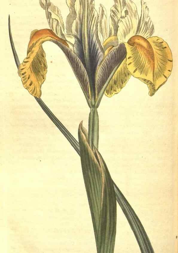 Reproducción/Reproduction 8317277519: Curtis's botanical magazine.. London ;New York [etc.] :Academic Press [etc.]
