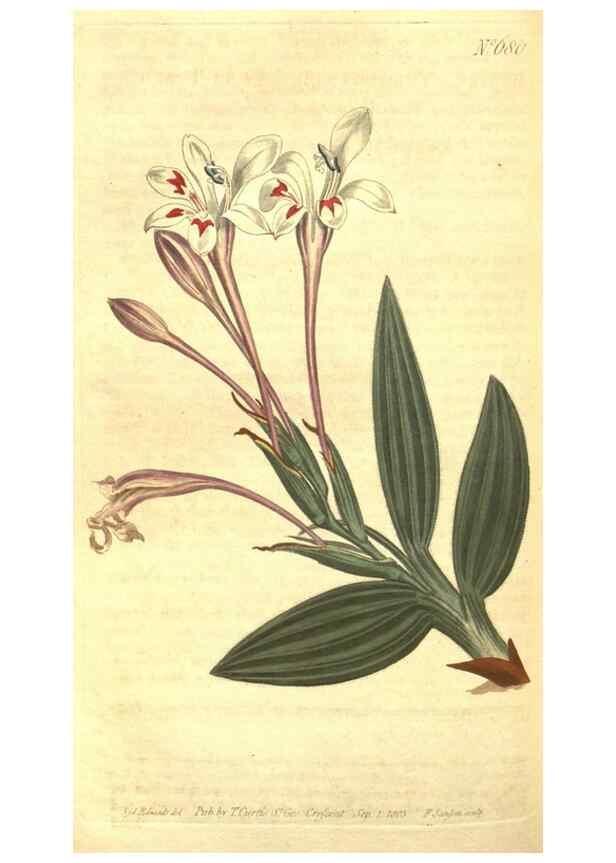 Reproducción/Reproduction 8318334318: Curtis's botanical magazine.. London ;New York [etc.] :Academic Press [etc.]
