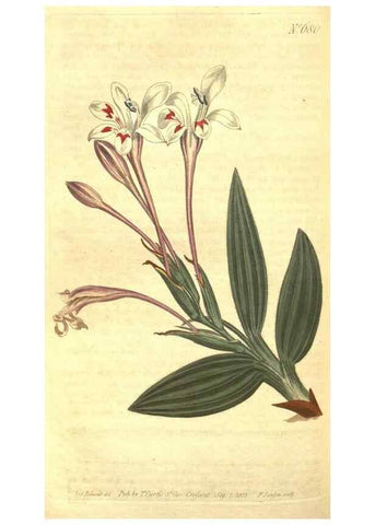 Reproducción/Reproduction 8318334318: Curtis's botanical magazine.. London ;New York [etc.] :Academic Press [etc.]