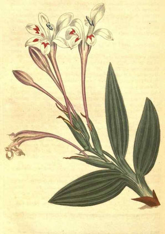 Reproducción/Reproduction 8318334318: Curtis's botanical magazine.. London ;New York [etc.] :Academic Press [etc.]