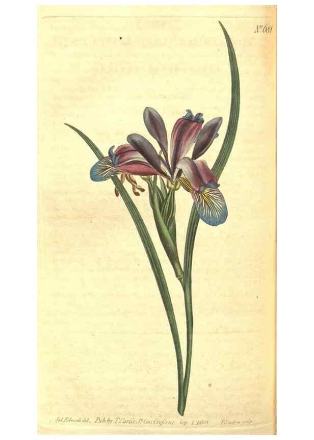 Reproducción/Reproduction 8317278857: Curtis's botanical magazine.. London ;New York [etc.] :Academic Press [etc.]