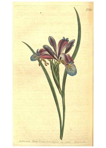 Reproducción/Reproduction 8317278857: Curtis's botanical magazine.. London ;New York [etc.] :Academic Press [etc.]