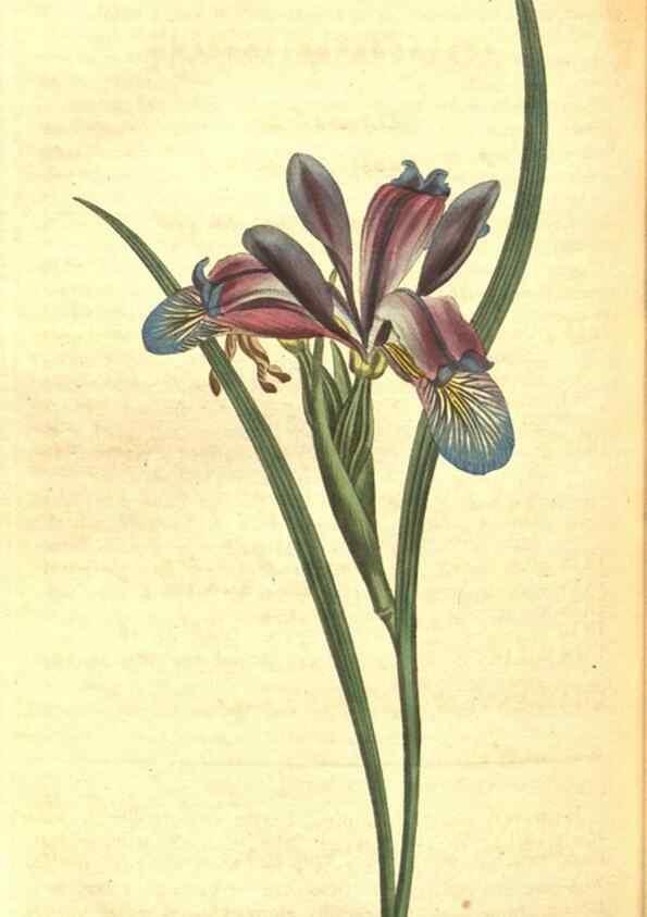 Reproducción/Reproduction 8317278857: Curtis's botanical magazine.. London ;New York [etc.] :Academic Press [etc.]