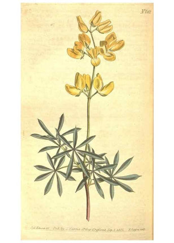 Reproducción/Reproduction 8318335410: Curtis's botanical magazine.. London ;New York [etc.] :Academic Press [etc.]
