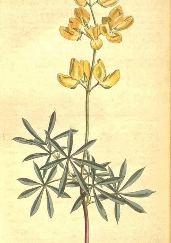 Reproducción/Reproduction 8318335410: Curtis's botanical magazine.. London ;New York [etc.] :Academic Press [etc.]