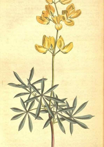 Reproducción/Reproduction 8318335410: Curtis's botanical magazine.. London ;New York [etc.] :Academic Press [etc.]