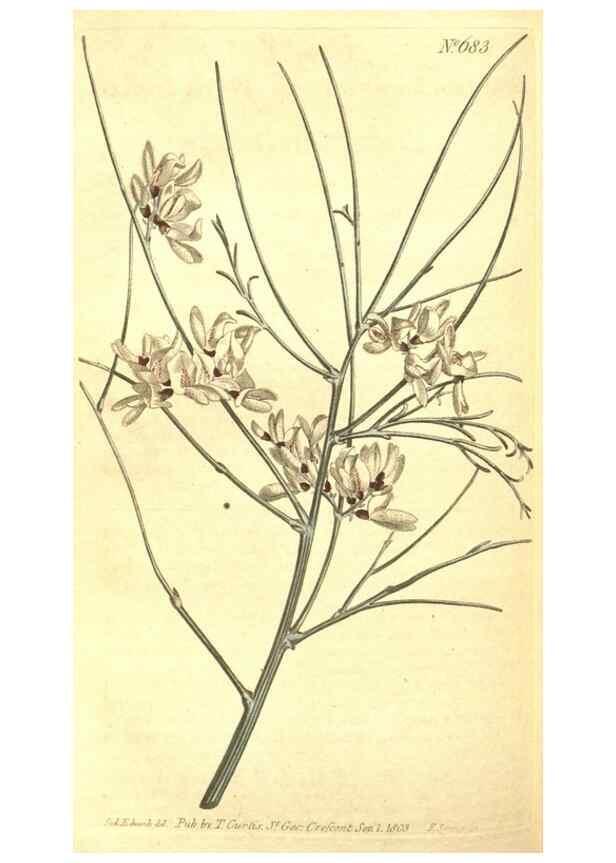 Reproducción/Reproduction 8317280385: Curtis's botanical magazine.. London ;New York [etc.] :Academic Press [etc.]