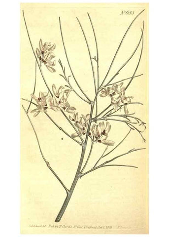 Reproducción/Reproduction 8317280385: Curtis's botanical magazine.. London ;New York [etc.] :Academic Press [etc.]