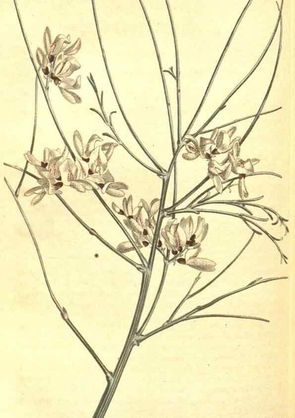 Reproducción/Reproduction 8317280385: Curtis's botanical magazine.. London ;New York [etc.] :Academic Press [etc.]
