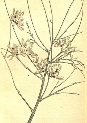 Reproducción/Reproduction 8317280385: Curtis's botanical magazine.. London ;New York [etc.] :Academic Press [etc.]