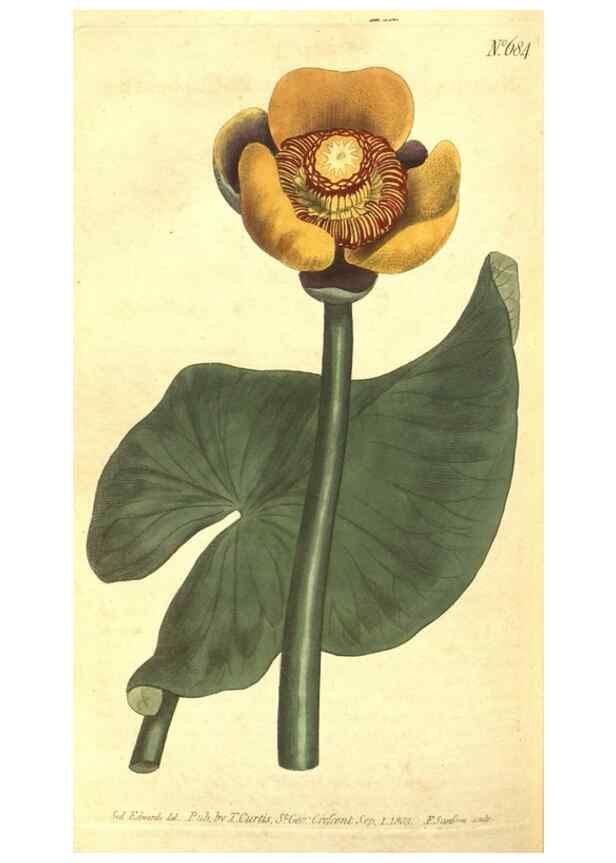 Reproducción/Reproduction 8318336874: Curtis's botanical magazine.. London ;New York [etc.] :Academic Press [etc.]