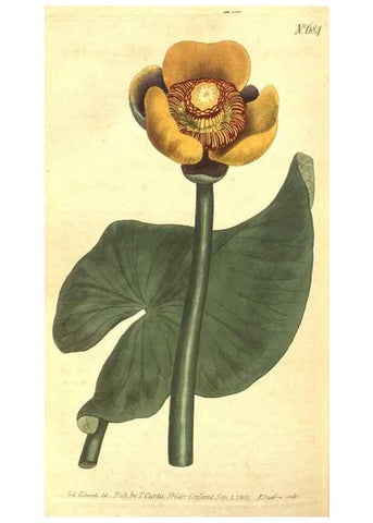 Reproducción/Reproduction 8318336874: Curtis's botanical magazine.. London ;New York [etc.] :Academic Press [etc.]