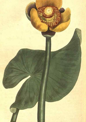 Reproducción/Reproduction 8318336874: Curtis's botanical magazine.. London ;New York [etc.] :Academic Press [etc.]