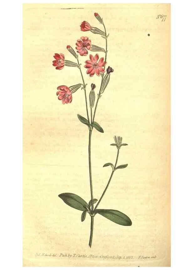 Reproducción/Reproduction 8318332002: Curtis's botanical magazine.. London ;New York [etc.] :Academic Press [etc.]