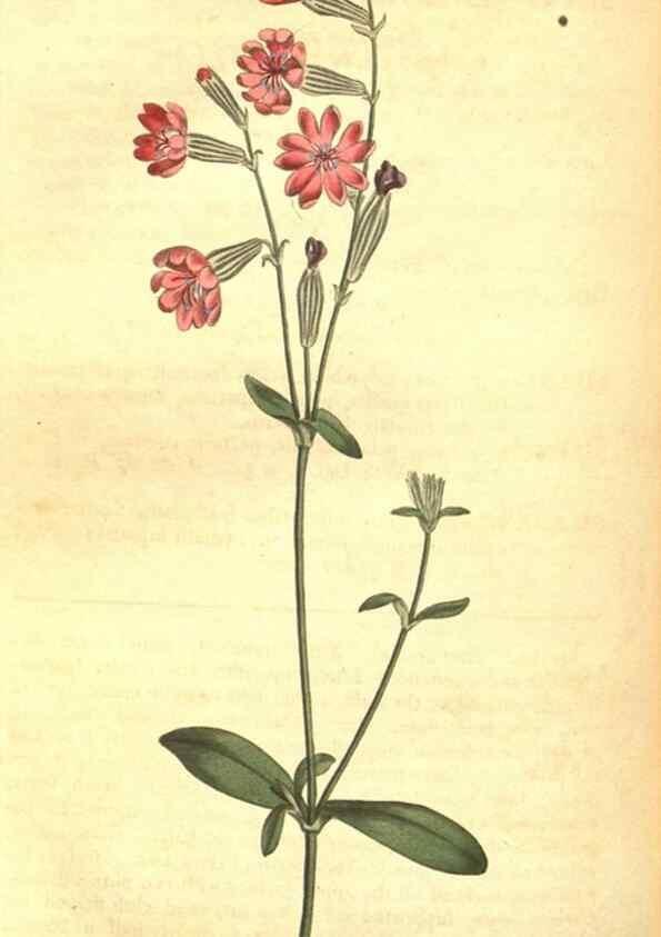 Reproducción/Reproduction 8318332002: Curtis's botanical magazine.. London ;New York [etc.] :Academic Press [etc.]