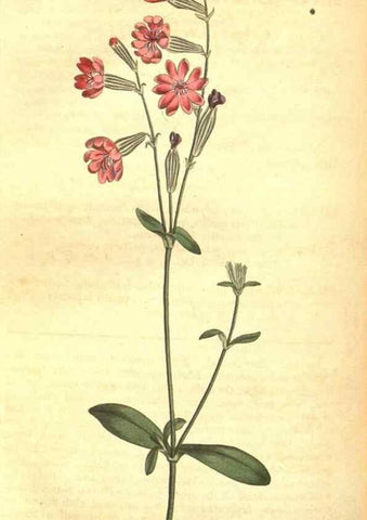 Reproducción/Reproduction 8318332002: Curtis's botanical magazine.. London ;New York [etc.] :Academic Press [etc.]