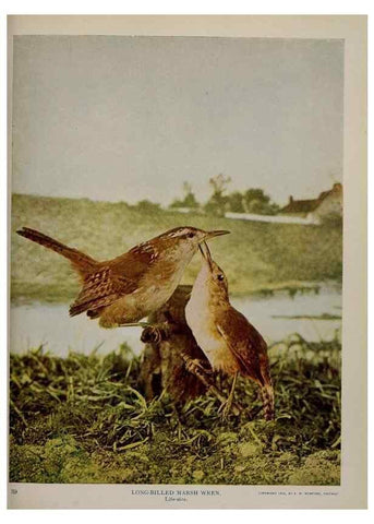 Reproducción/Reproduction 8343601388: Birds and nature in natural colors :. Chicago :A.W. Mumford, Publisher,1913-1914.