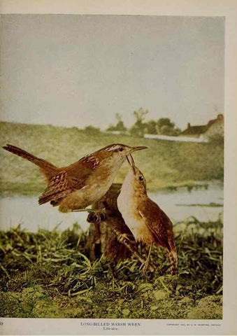 Reproducción/Reproduction 8343601388: Birds and nature in natural colors :. Chicago :A.W. Mumford, Publisher,1913-1914.