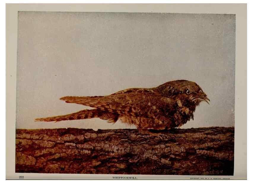 Reproducción/Reproduction 8342543267: Birds and nature in natural colors :. Chicago :A.W. Mumford, Publisher,1913-1914.