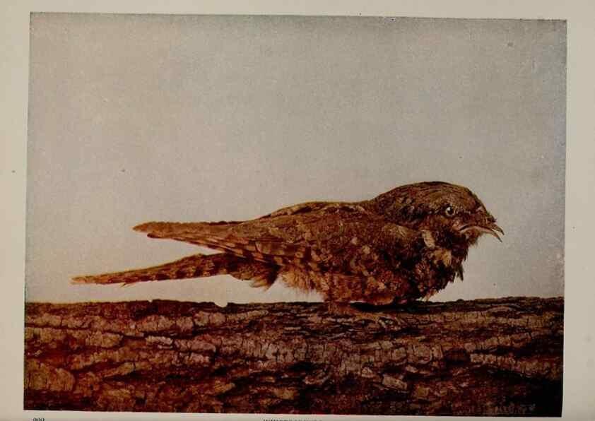 Reproducción/Reproduction 8342543267: Birds and nature in natural colors :. Chicago :A.W. Mumford, Publisher,1913-1914.