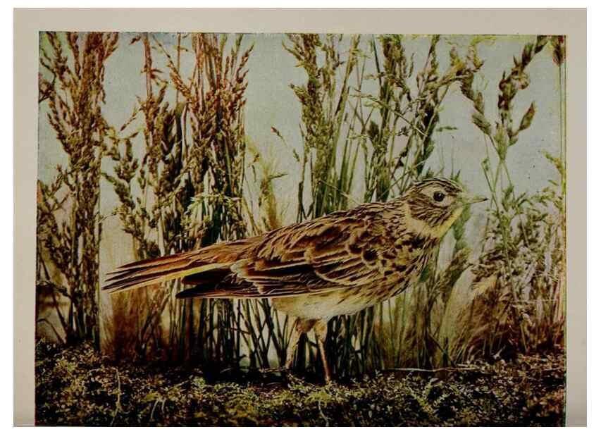 Reproducción/Reproduction 8342543915: Birds and nature in natural colors :. Chicago :A.W. Mumford, Publisher,1913-1914.