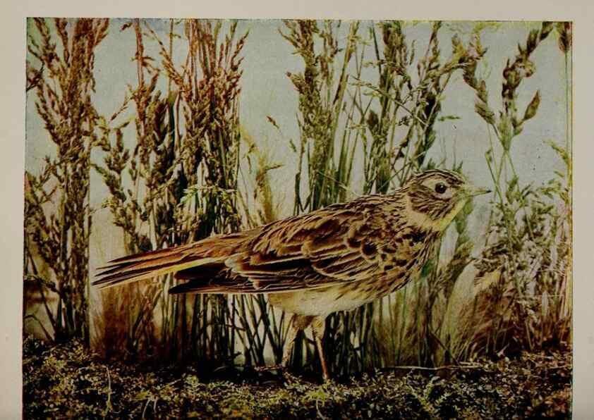 Reproducción/Reproduction 8342543915: Birds and nature in natural colors :. Chicago :A.W. Mumford, Publisher,1913-1914.