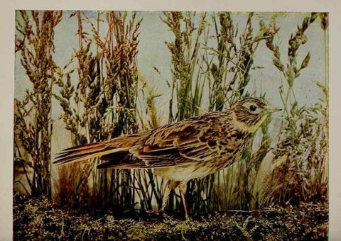 Reproducción/Reproduction 8342543915: Birds and nature in natural colors :. Chicago :A.W. Mumford, Publisher,1913-1914.