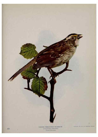 Reproducción/Reproduction 8343616964: Birds and nature in natural colors :. Chicago :A.W. Mumford, Publisher,1913-1914.