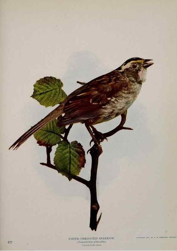 Reproducción/Reproduction 8343616964: Birds and nature in natural colors :. Chicago :A.W. Mumford, Publisher,1913-1914.