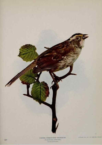 Reproducción/Reproduction 8343616964: Birds and nature in natural colors :. Chicago :A.W. Mumford, Publisher,1913-1914.