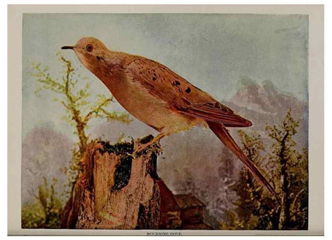 Reproducción/Reproduction 8342558765: Birds and nature in natural colors :. Chicago :A.W. Mumford, Publisher,1913-1914.