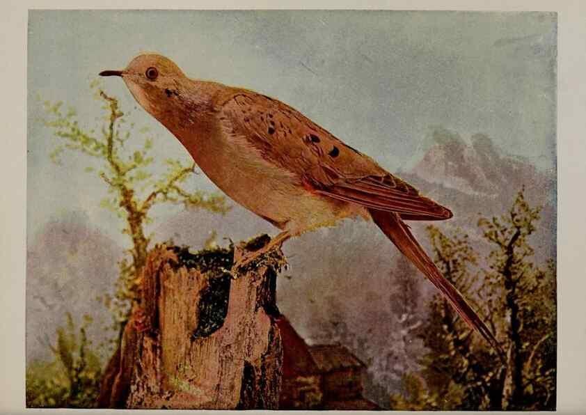 Reproducción/Reproduction 8342558765: Birds and nature in natural colors :. Chicago :A.W. Mumford, Publisher,1913-1914.