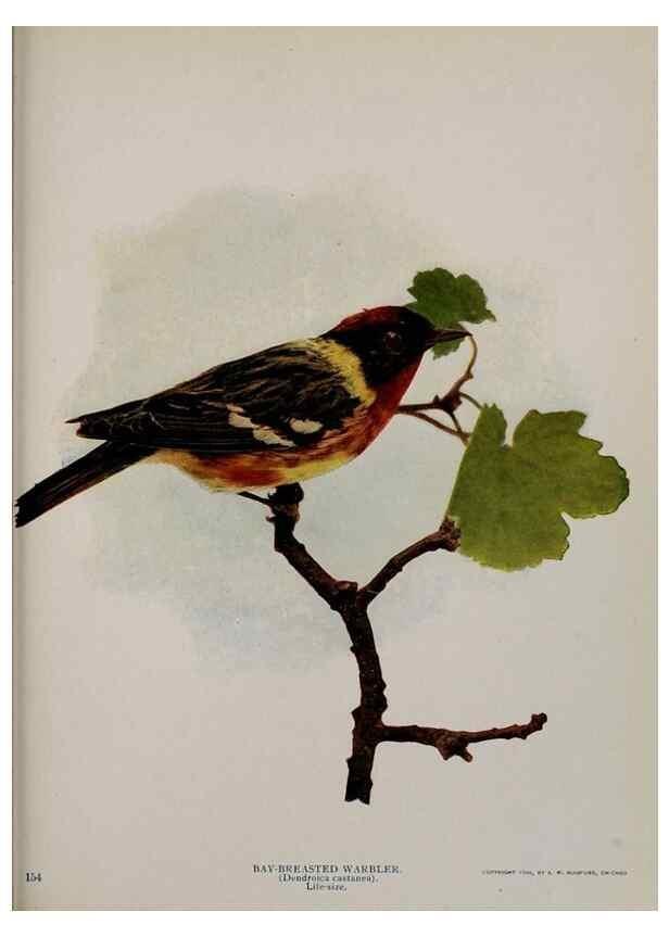 Reproducción/Reproduction 8342559233: Birds and nature in natural colors :. Chicago :A.W. Mumford, Publisher,1913-1914.