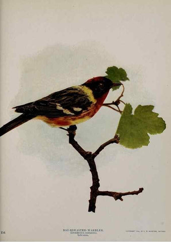 Reproducción/Reproduction 8342559233: Birds and nature in natural colors :. Chicago :A.W. Mumford, Publisher,1913-1914.