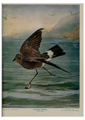 Reproducción/Reproduction 8342559791: Birds and nature in natural colors :. Chicago :A.W. Mumford, Publisher,1913-1914.