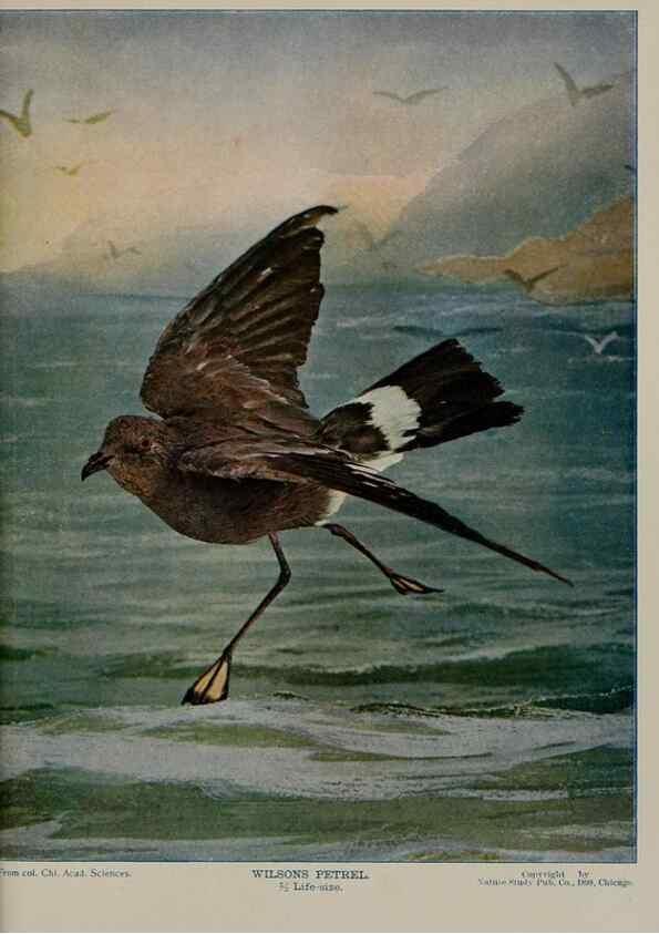 Reproducción/Reproduction 8342559791: Birds and nature in natural colors :. Chicago :A.W. Mumford, Publisher,1913-1914.