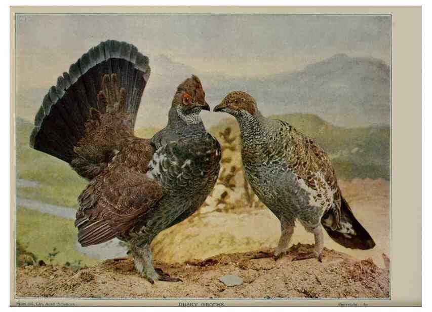 Reproducción/Reproduction 8343619092: Birds and nature in natural colors :. Chicago :A.W. Mumford, Publisher,1913-1914.