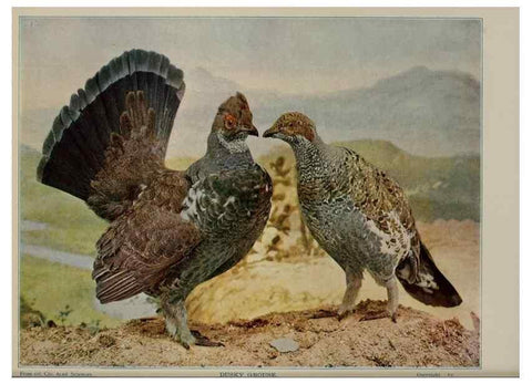 Reproducción/Reproduction 8343619092: Birds and nature in natural colors :. Chicago :A.W. Mumford, Publisher,1913-1914.