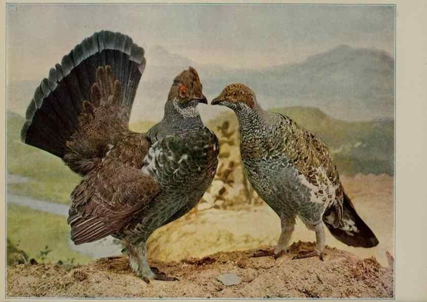 Reproducción/Reproduction 8343619092: Birds and nature in natural colors :. Chicago :A.W. Mumford, Publisher,1913-1914.