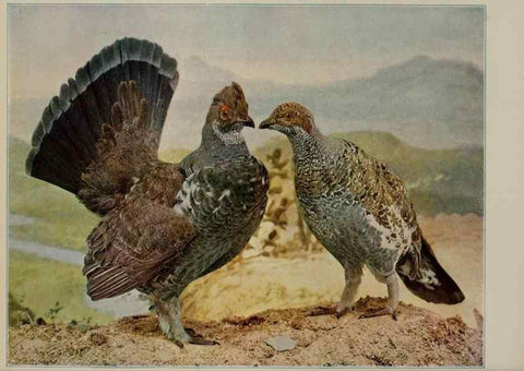 Reproducción/Reproduction 8343619092: Birds and nature in natural colors :. Chicago :A.W. Mumford, Publisher,1913-1914.