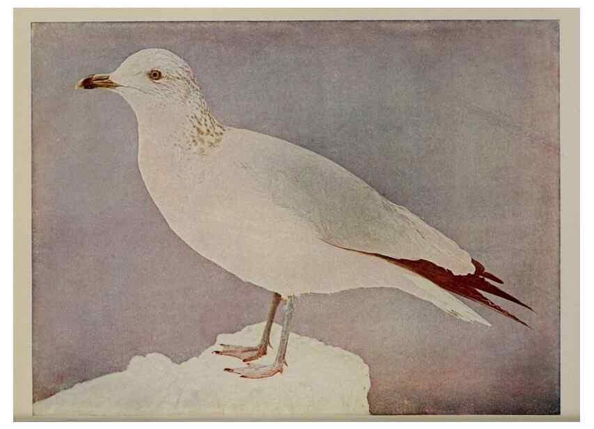 Reproducción/Reproduction 8342561213: Birds and nature in natural colors :. Chicago :A.W. Mumford, Publisher,1913-1914.